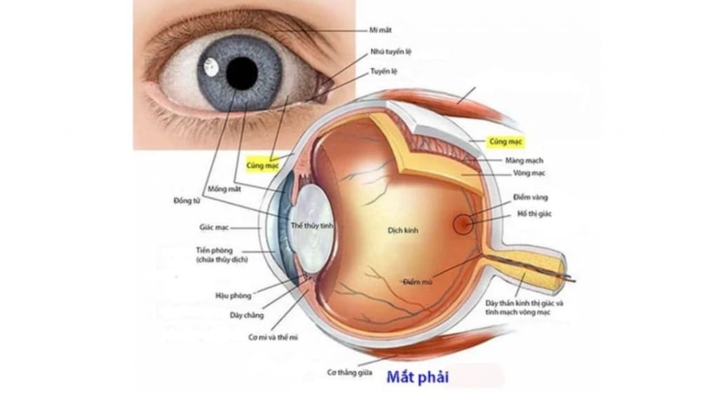 Kết mạc và củng mạc là hai cấu trúc nằm sát nhau nhưng có vị trí và chức năng khác nhau.