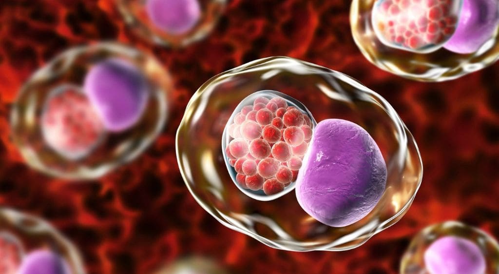 Vi khuẩn Chlamydia trachomatis có thể gây viêm kết mạc ở người trưởng thành có hoạt động tình dục và ở trẻ sơ sinh